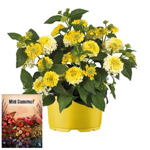 Afbeelding van Ms P12 Lantana Lemon glow